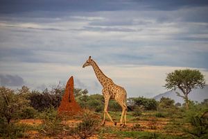 Giraffe