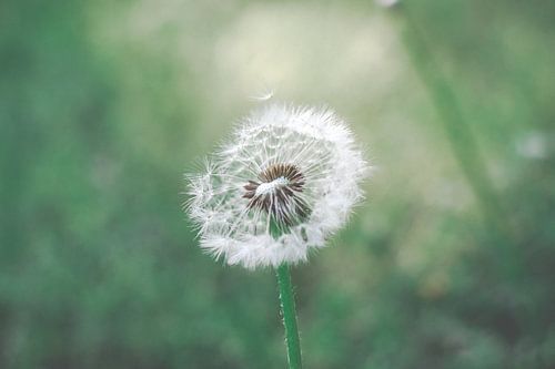 Dandelion
