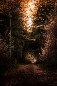 Speulderbos sur Martijn van Steenbergen