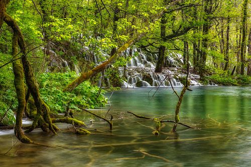 la forêt aquatique sauvage