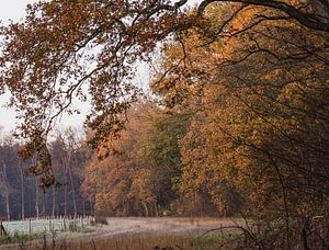 wandelpad onder de herfstbomen van Tania Perneel