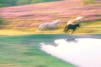 Catching up Wild Horses