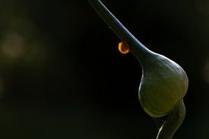Kleine jonge woonslak schijnt op een knop van prei tegen een donkere achtergrond, gezien in de groen