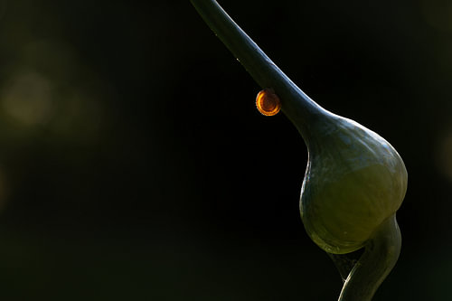 Kleine junge Gehäuseschnecke leuchtet auf einer Lauchknospe vor dunklem Hintergrund, gesehen im Gemü