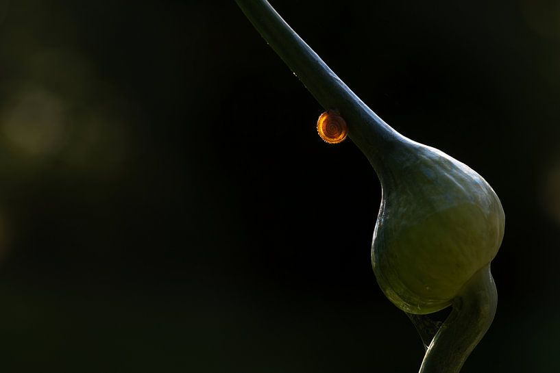 Un jeune escargot d'élevage brille sur un bourgeon de poireau sur un fond sombre, vu dans le jardin  par Maren Winter