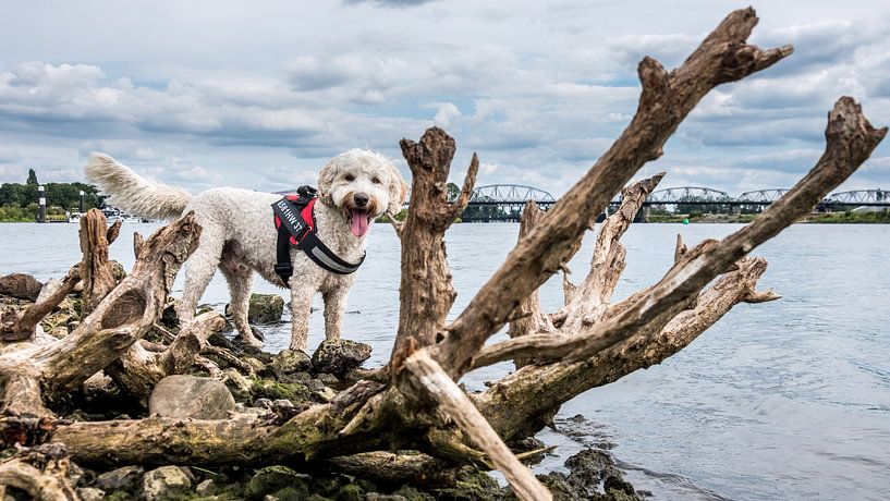 Labradoodle Brody an der Brücke von Grave Nederasselt von Rien de Jongh
