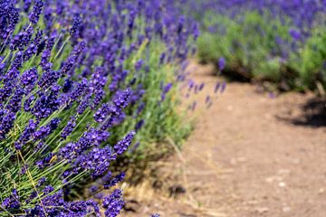 Lavendelveld in de Provence van Animaflora PicsStock