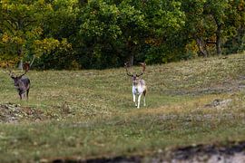 Dünenmarsch in der Brunftzeit von Wendy Hilberath