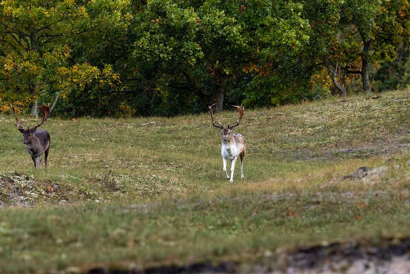 Dünenmarsch in der Brunftzeit von Wendy Hilberath