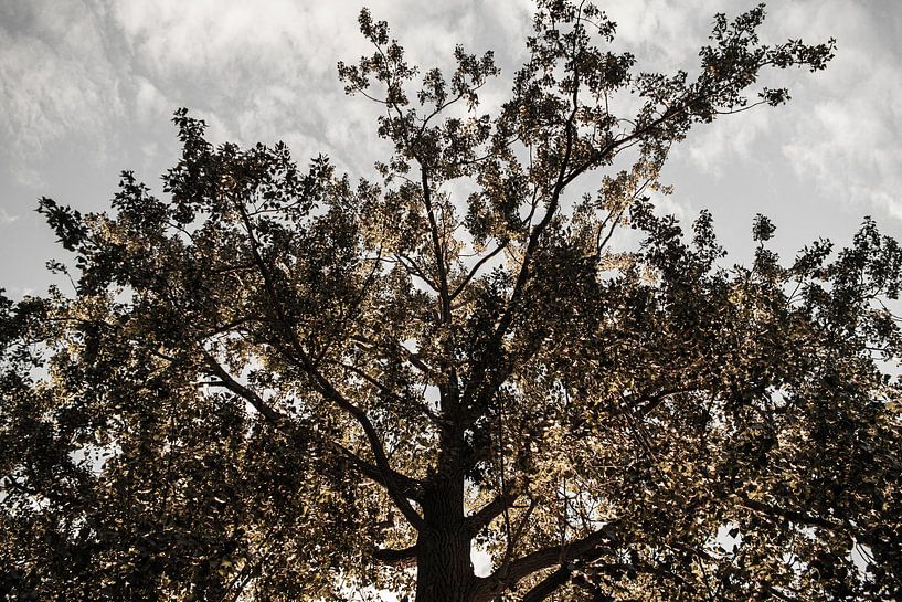 Cime d'un arbre (2) par Caro Hum