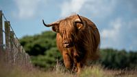 Schotse hooglander op de Hilversumse heide