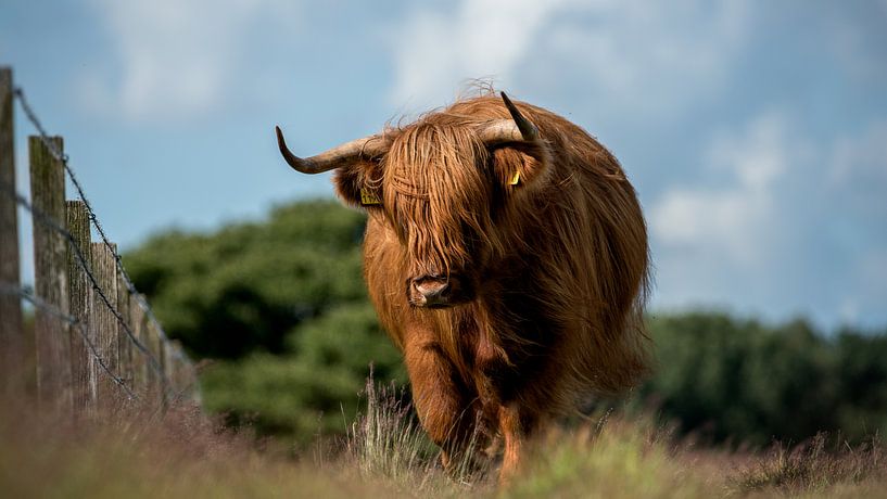 Highlander écossais sur la lande de Hilversum par Caroline de Brouwer