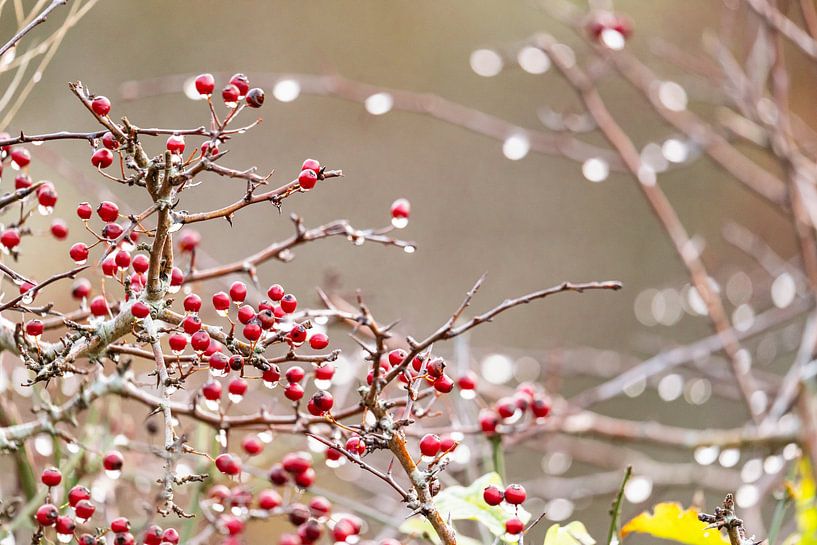 Hawthorn berries with frozen droplets by Louise Poortvliet