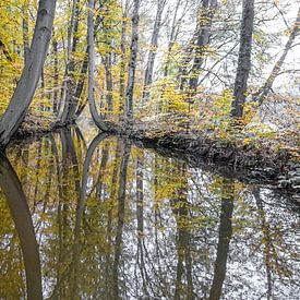 Reflectie Bomen in de Oelerbeek van Raymond Hofste