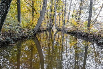 Reflectie Bomen in de Oelerbeek van Raymond Hofste