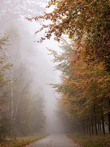 Fietsend door de mist