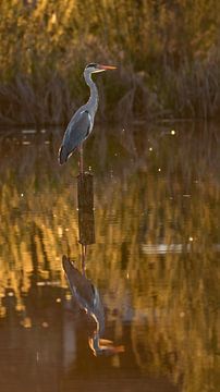 Blauwe reiger van Andre Michaelis