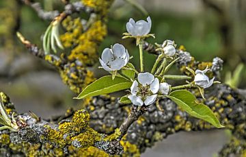 Fleur de poires sur Frans Blok