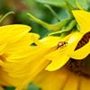 Lieveheersbeestje op geel zonnebloemblad van Susan Hol