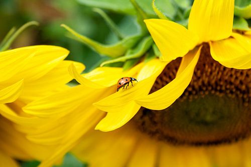 Lieveheersbeestje op geel zonnebloemblad
