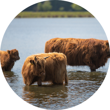 Schotse hooglander familie in het water! van Peter Haastrecht, van