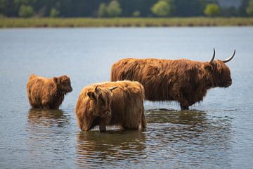 Schotse hooglander familie in het water! van Peter Haastrecht, van