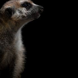 A meerkat (Suricata Suricatta ) by Leny Silina Helmig