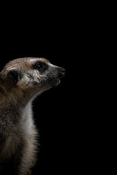 Een stokstaartje (Suricata Suricatta ) van Leny Silina Helmig