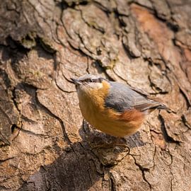 Sittelle dans l'arbre sur Tobias Luxberg