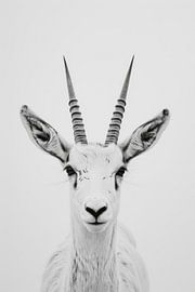 Antilope von Poster Art Shop