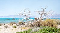 Chrissi Island, Griechenland von Herman Kuiper Miniaturansicht