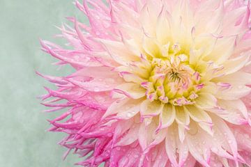Liefde voor dahlia's van Cindy Mulder