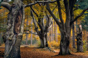 Herfstkleuren in oud, Nederlands, bos van Jos Reimering