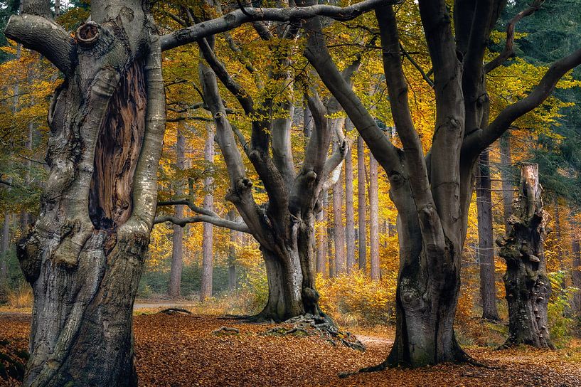 Couleurs d'automne dans une vieille forêt néerlandaise par Jos Reimering