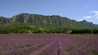 Lavender field in Drôme Provençale France by Peter Bartelings thumbnail