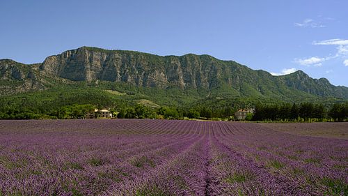 Lavendelveld in Drôme Provençale Frankrijk