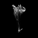 Amaryllis bloem van Vers Licht Fotografie thumbnail