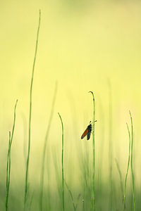 A natural wonder, the St John’s butterfly, lives in a hidden world