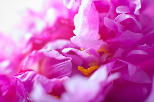 Flowering pink peony