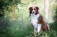 bordercollie/friese stabij in the forest