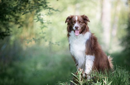 borderercollie/friese stabij dans la forêt