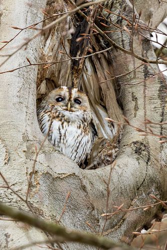 Tawny owl resting. by Menno Schaefer