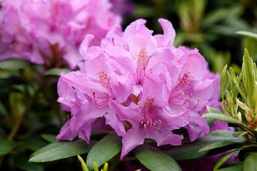 Paarse Rhododendron bloem, Close-up, Duitsland van Torsten Krüger