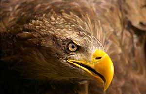 Grâce et puissance Regard d'un aigle de mer