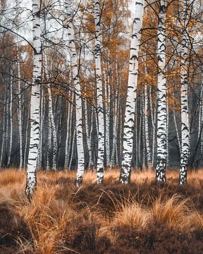 Autumn shimmer between birches by fernlichtsicht