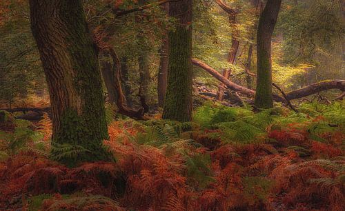 Diep in het bos