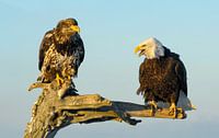 Zwei Weißkopfseeadler von Harry Eggens Miniaturansicht