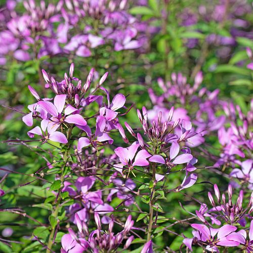 Spinbloem,Cleome spinosa van Michael Schuppich