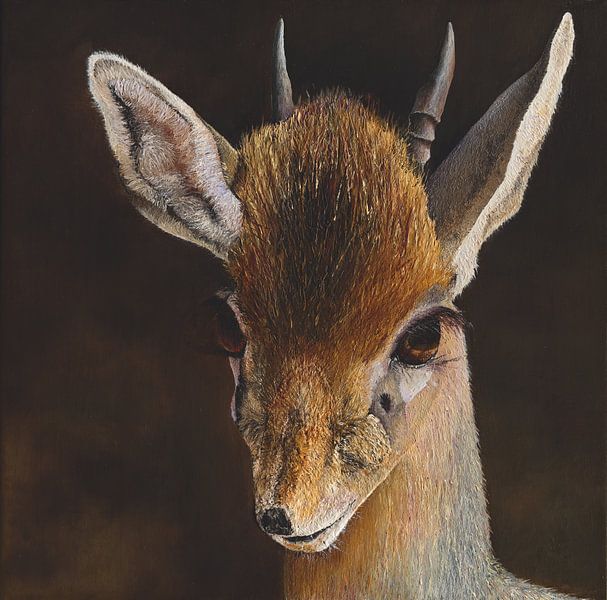 Dikdik par Russell Hinckley