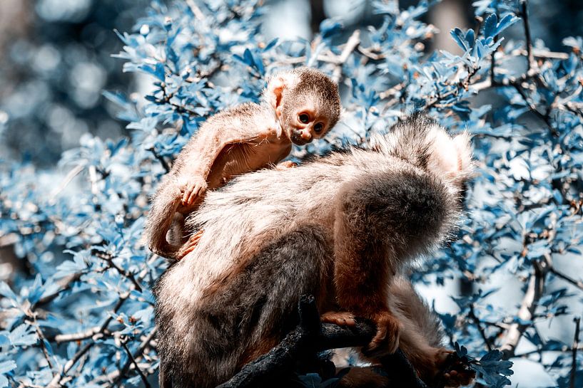 Baby Monkey by Liberty Biesma
